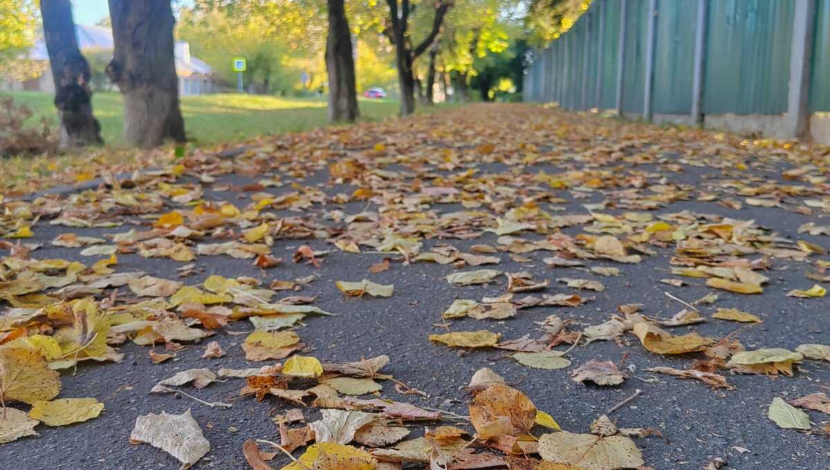 Ещё одна удивительная примета на зиму по опавшим листьям