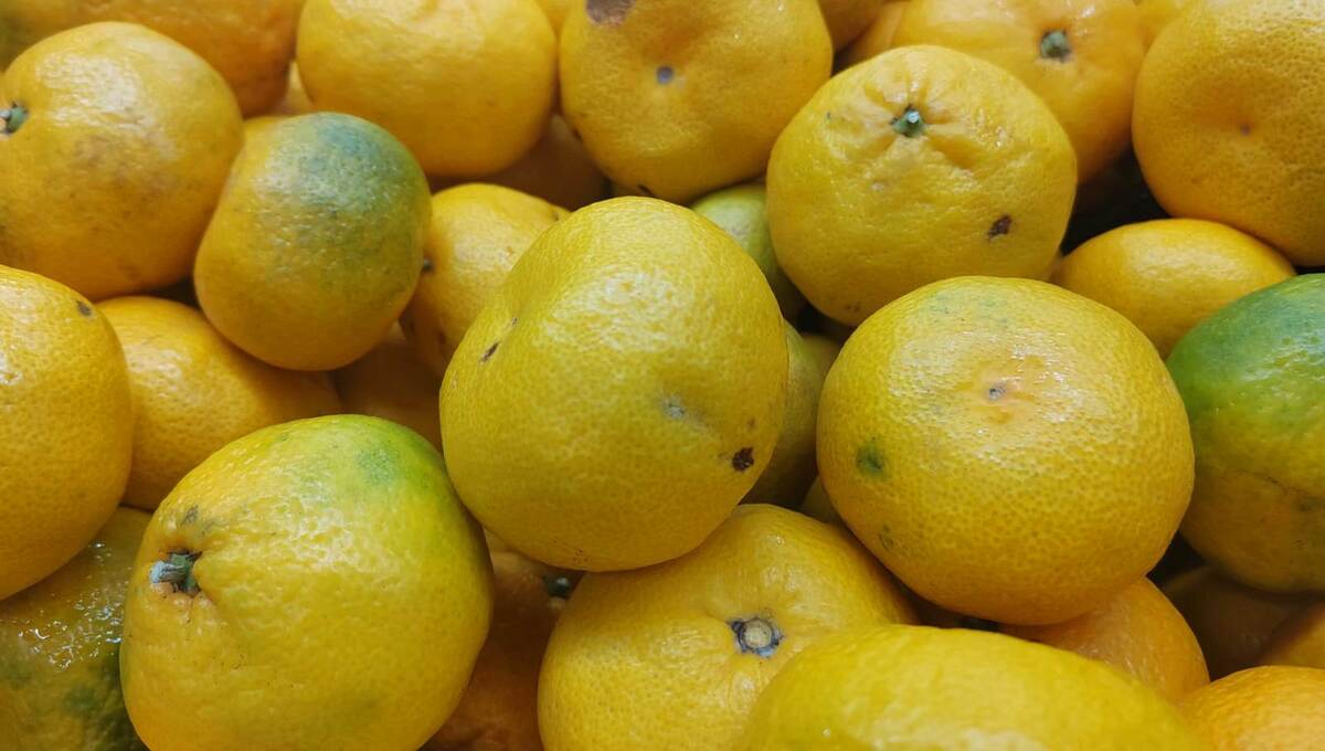 Откуда везут мандарины в Подмосковье и какие сорта — самые сладкие