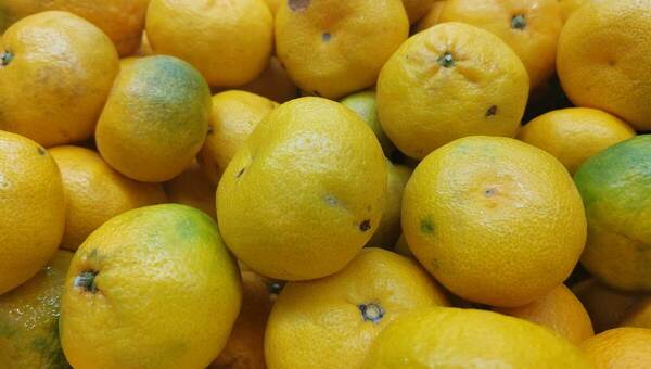 Откуда везут мандарины в Подмосковье и какие сорта — самые сладкие