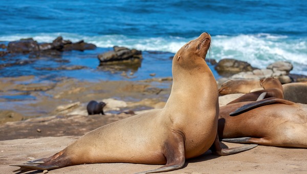 Детёныш с самыми милыми глазами родился в Московском зоопарке