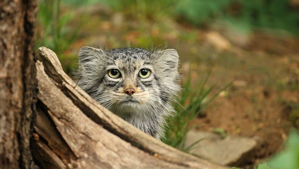 Раскрыто, к какому весу стремится манул Тимофей во время зажировки