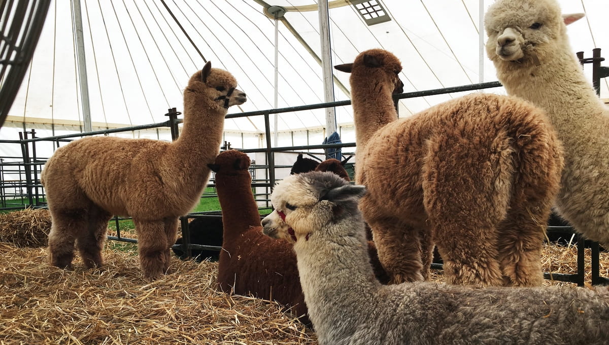 В Подмосковье прилетела тысяча альпак