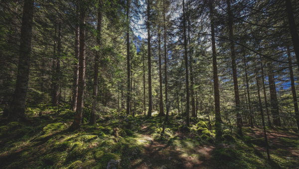 В подмосковных лесах замечено нечто жёлтое и склизкое