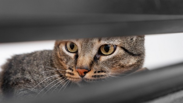 Невинная царапина: врачи предупреждают о смертельной опасности кошачьих когтей