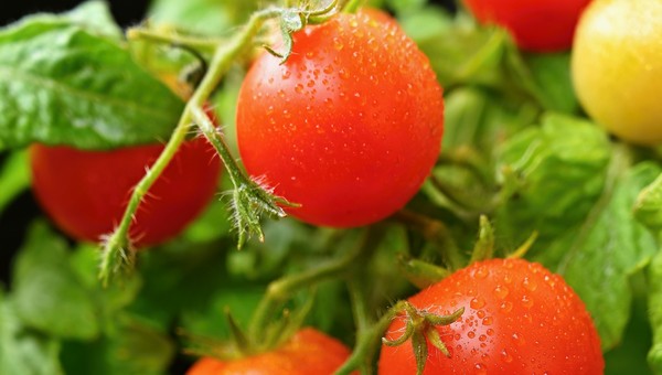 Садоводам рассказали, когда сеять томаты в 2026 году