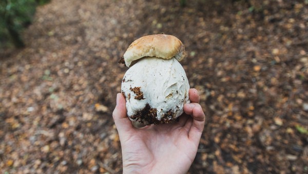 В Подмосковье начнут штрафовать за сбор этих грибов 