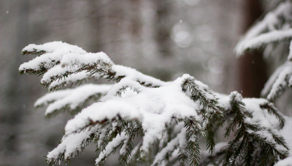 Подмосковье накроет снегом: синоптик назвал дату