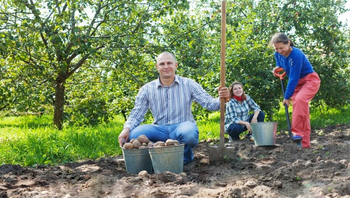 Что добавить в лунки при посадке картофеля для впечатляющего урожая