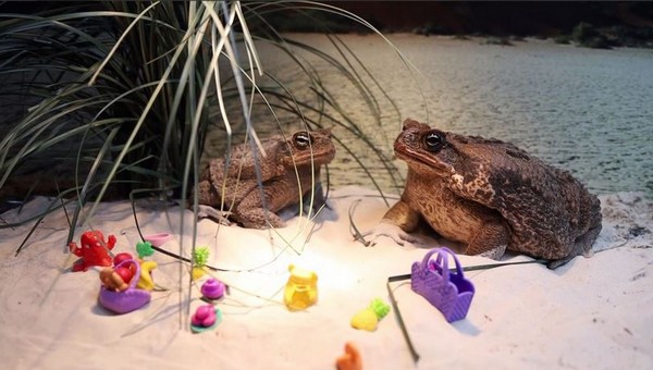 Жабы-новобрачные Настюша и Ванюша вернулись из медового месяца