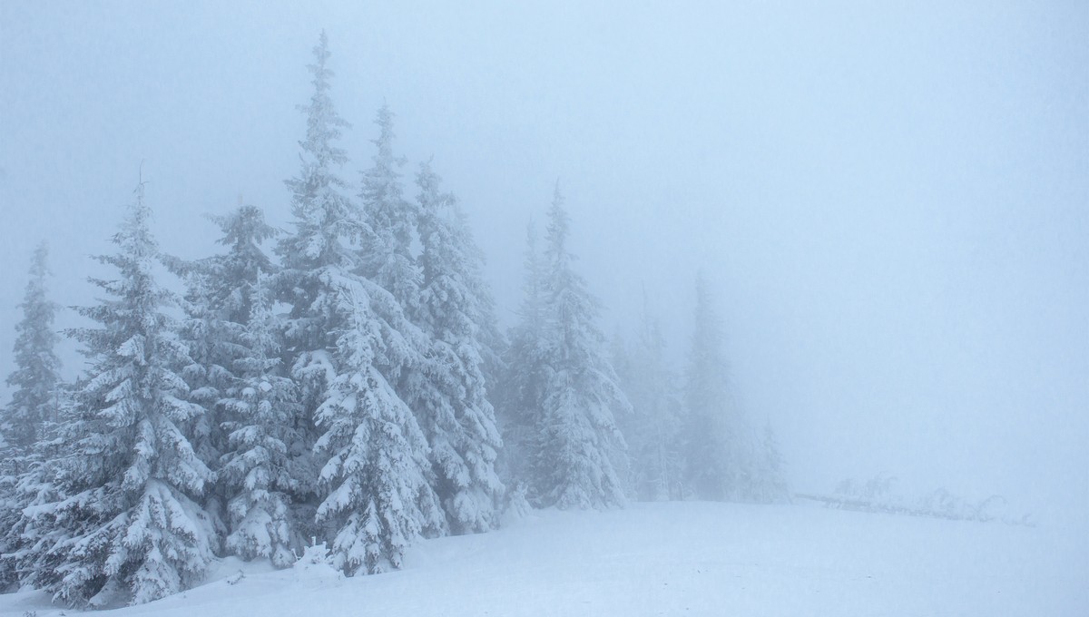 Метель обрушится на Подмосковье в этот день — в области станет белым-бело