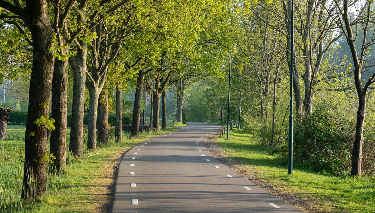 Под корень: в Москве полностью вырубят эти деревья