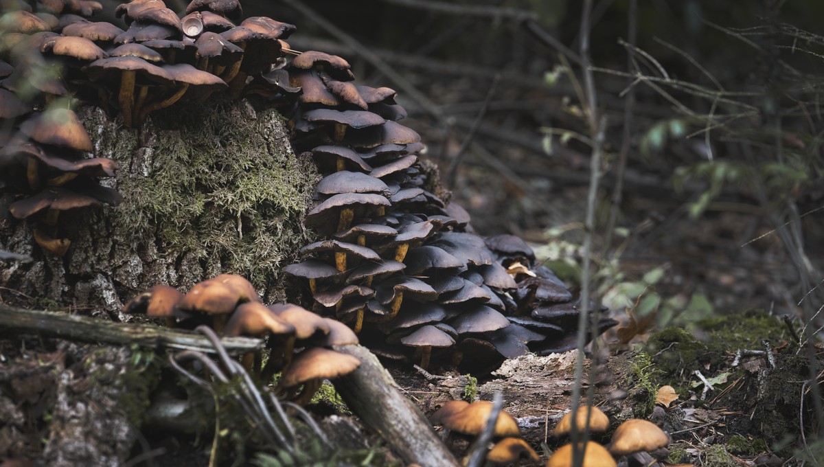 Грибники уже потирают руки — скоро в Подмосковье можно будет собрать эти редкие грибы