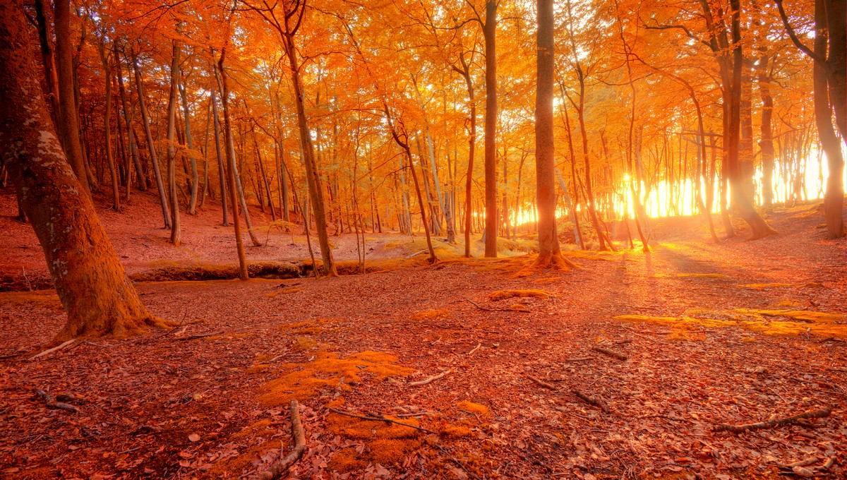 Радостная примета погоды на 31 августа — последний день лета расскажет об осени