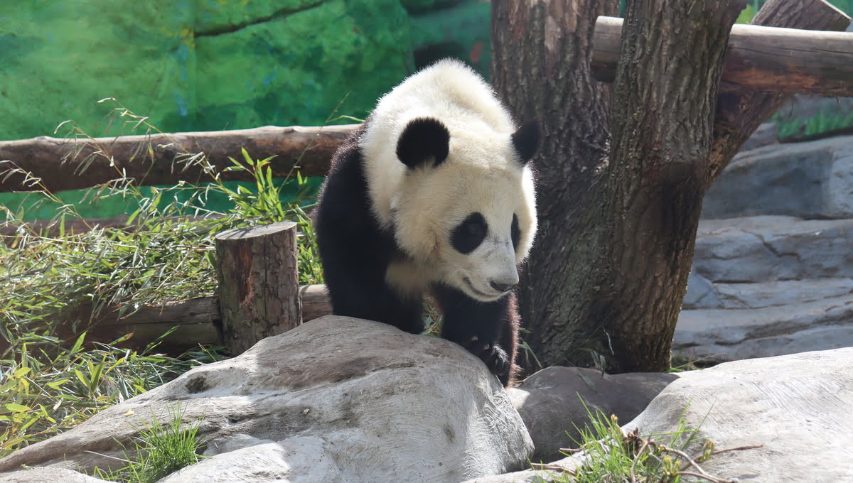 Вот и два: праздник пандочки Катюши с размахом отметят в Московском зоопарке