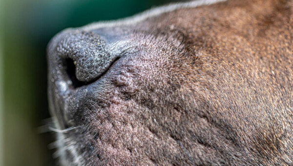 Четвероногий таможенник обнаружил контрабанду из Германии