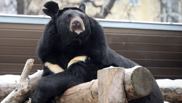 Спи спокойно, Вася! Московский зоопарк сообщил важную новость
