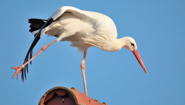Белые аисты возвращаются в Подмосковье