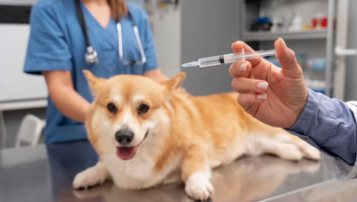 Риск заражения бешенством есть и без контакта с больным животным