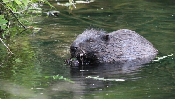 Зимняя стратегия московских бобров