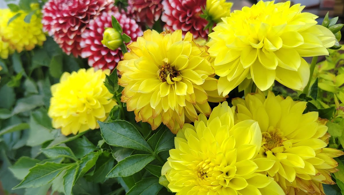 Стоимость букета на 1 сентября может вырасти в среднем на 20%