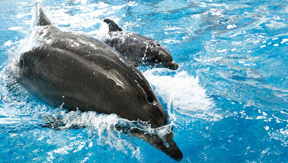 В «Москвариуме» родился детёныш черноморской афалины