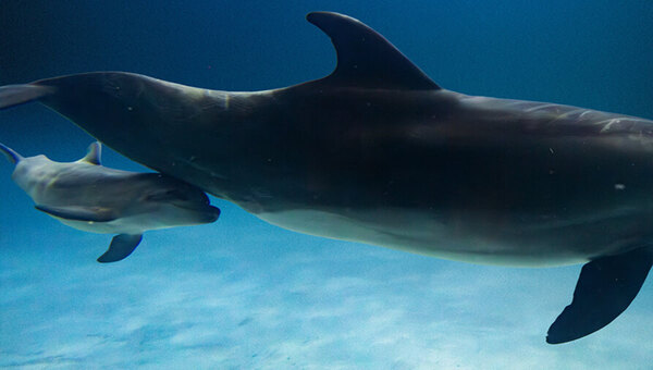 Новый житель «Москвариума» обрёл имя