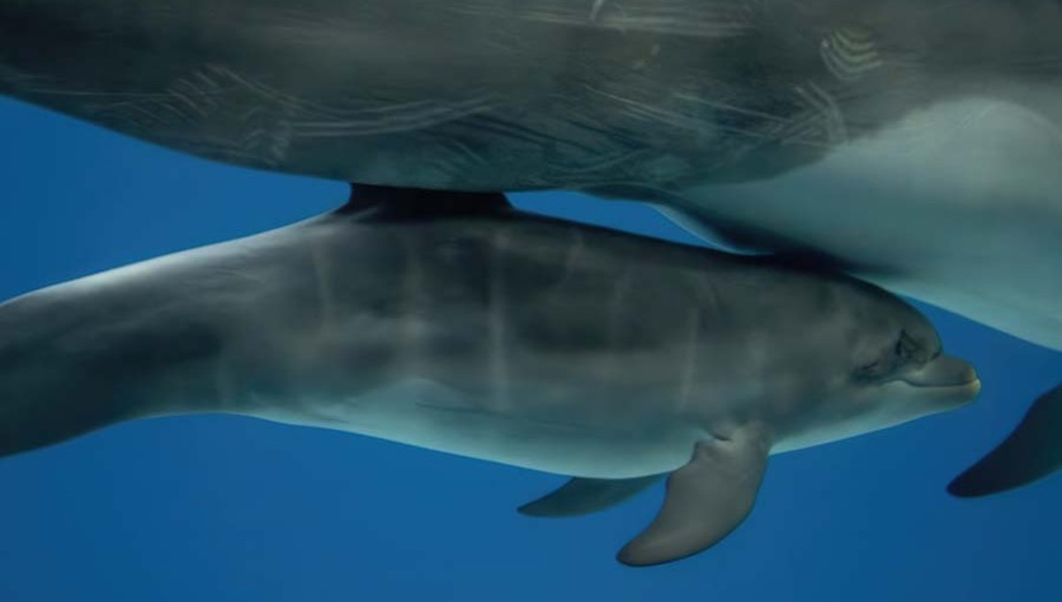 Москвариум объявил всенародное голосование