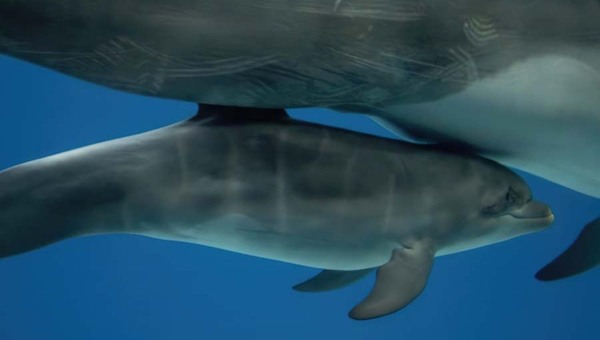 Москвариум объявил всенародное голосование