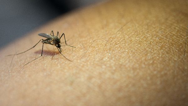 Туристка из Подмосковья привезла из Африки опасный вирус денге