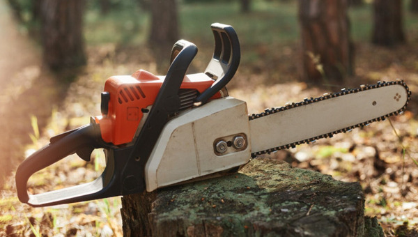 Утрата вековой истории: в России срубили уникальный пятиствольный каштан