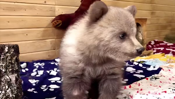 Приехавшая в Подмосковье медведица-сирота обрела друга
