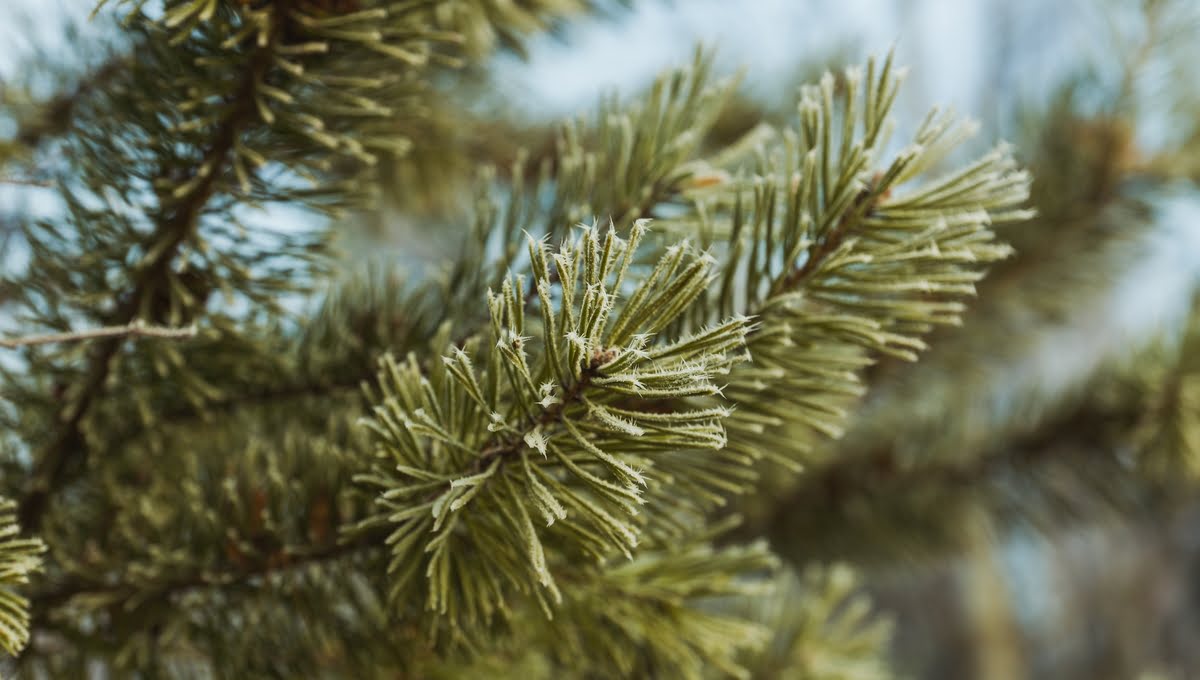 Кремлёвская ёлка выбрана в Подмосковье