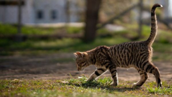 Что скрывает кошачий хвост?