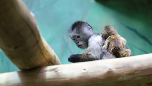 Маленький житель Московского зоопарка получил человеческую помощь