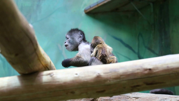 Московскому зоопарку снова требуется мнение общественности 