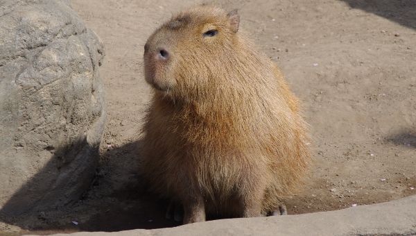 Россия ощутила острый дефицит капибар