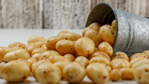 Новый картофельный гигант появится в Подмосковье