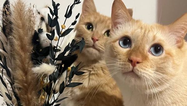 Ветеринар объяснил, почему кошки носятся по дому и кусаются