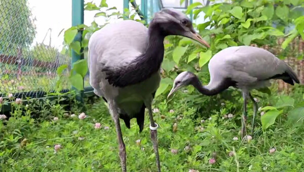От взлётной полосы до Московского зоопарка: журавлята-красавки получили свои имена