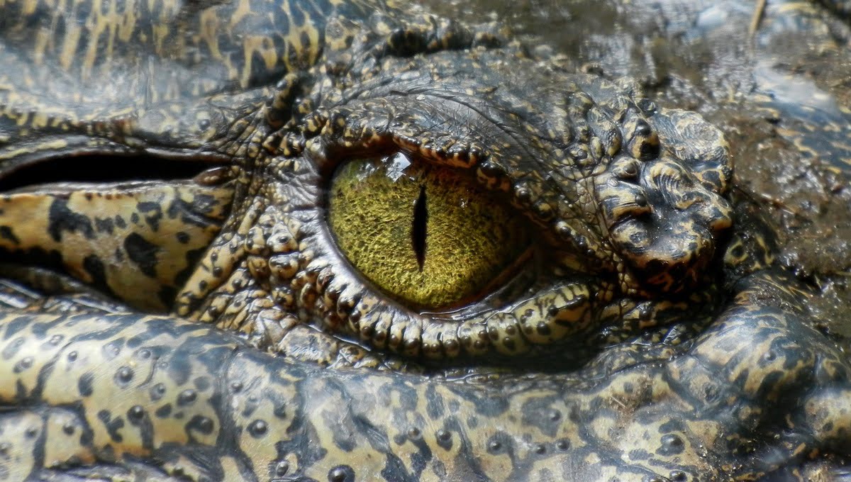 Журналисты в Калужской области держат в офисе экзотического и опасного питомца