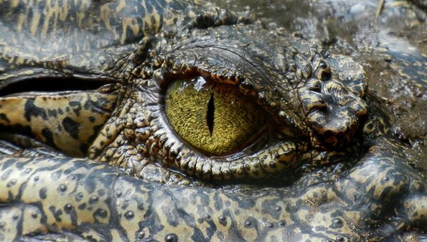 Журналисты в Калужской области держат в офисе экзотического и опасного питомца