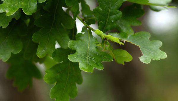Подмосковный гигант вошёл в Национальный реестр