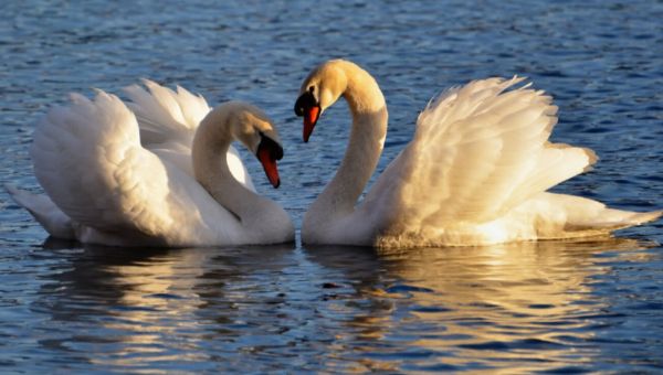 Жителям Подмосковья рекомендовано держаться подальше от лебедей