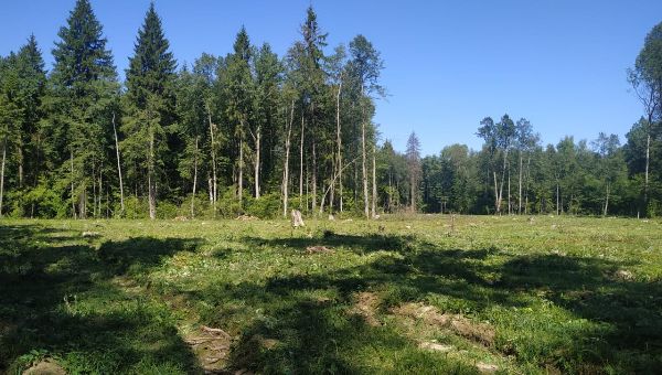 Опасная красота подстерегает в подмосковных лесах