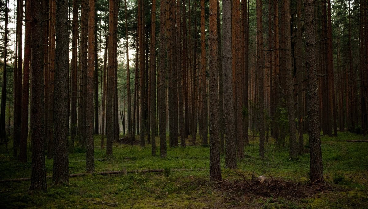 Тело заслуженной артистки обнаружено в лесу