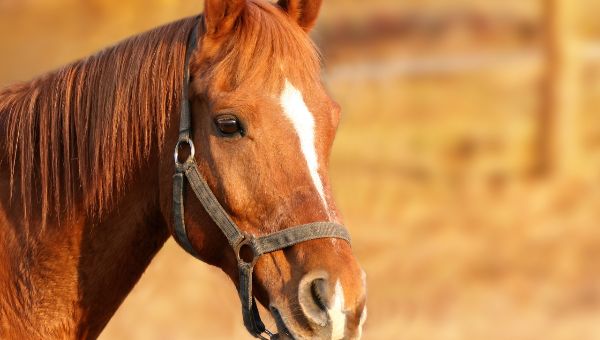Жительница Подмосковье отсудила крупную сумму за катание на лошади