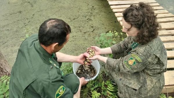 В одном из прудов Подмосковья появилось более тысячи новых обитателей
