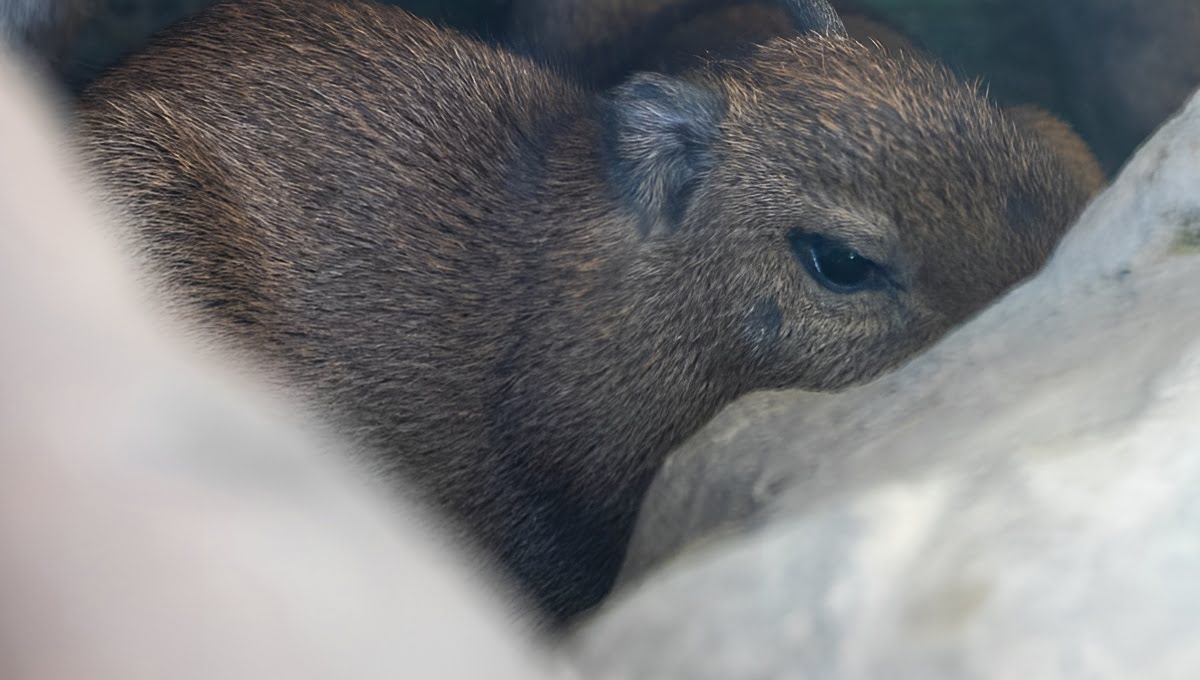 Опытная мама пополнила число обитателей Московского зоопарка двойней