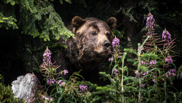 Медвежий бум в Подмосковье: косолапых стало в пять раз больше