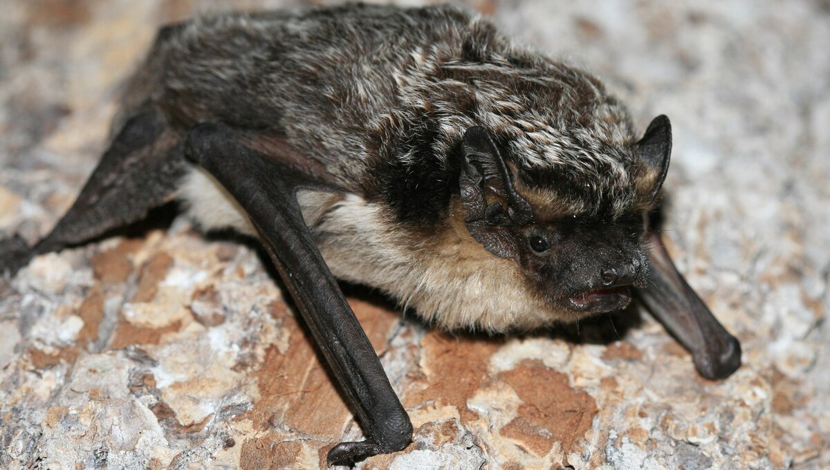 Летучие мыши всё чаще наведываются в московские квартиры